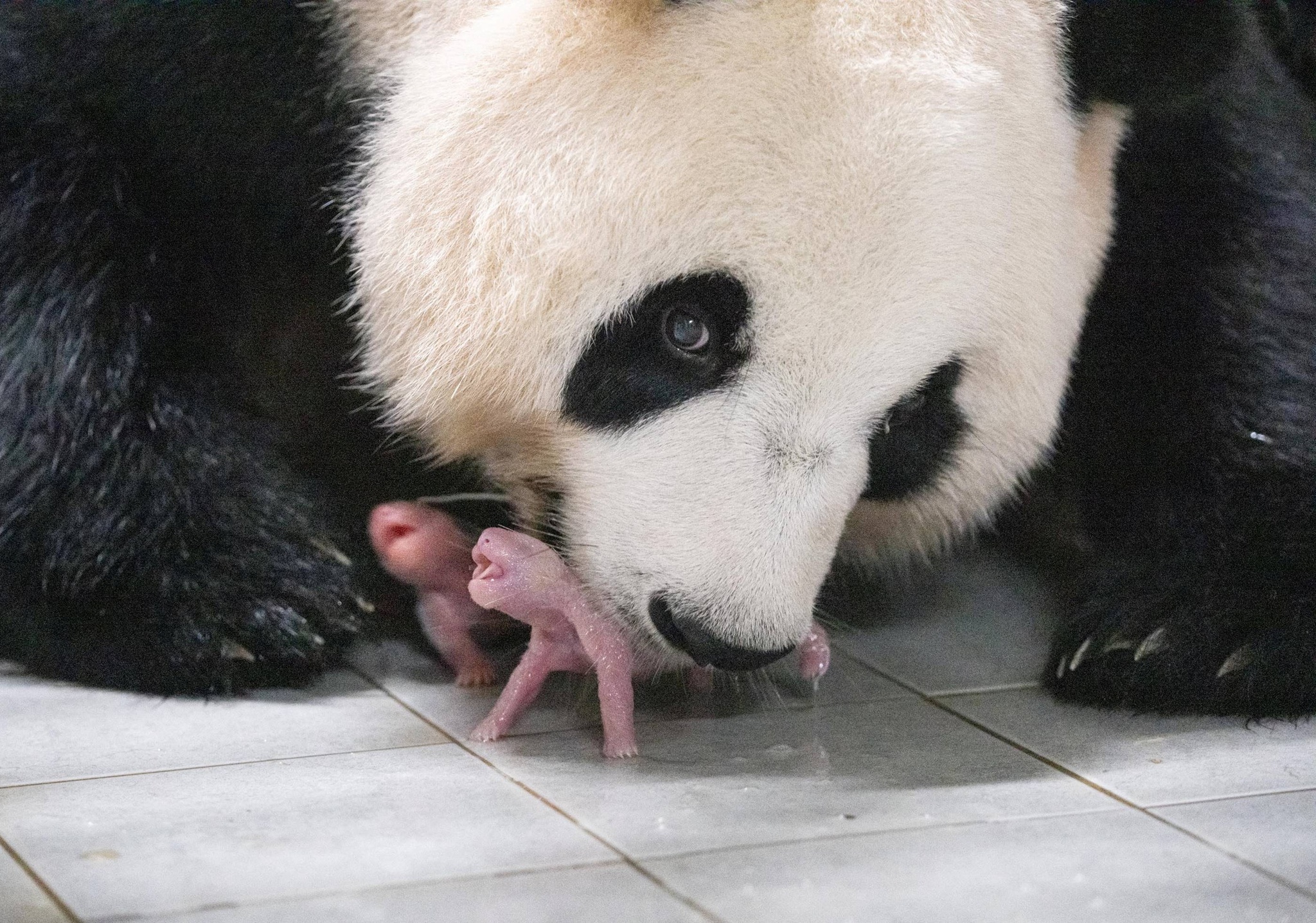 Pela primeira vez, nasceram gémeos de panda-gigante na Coreia do Sul |  China | PÚBLICO