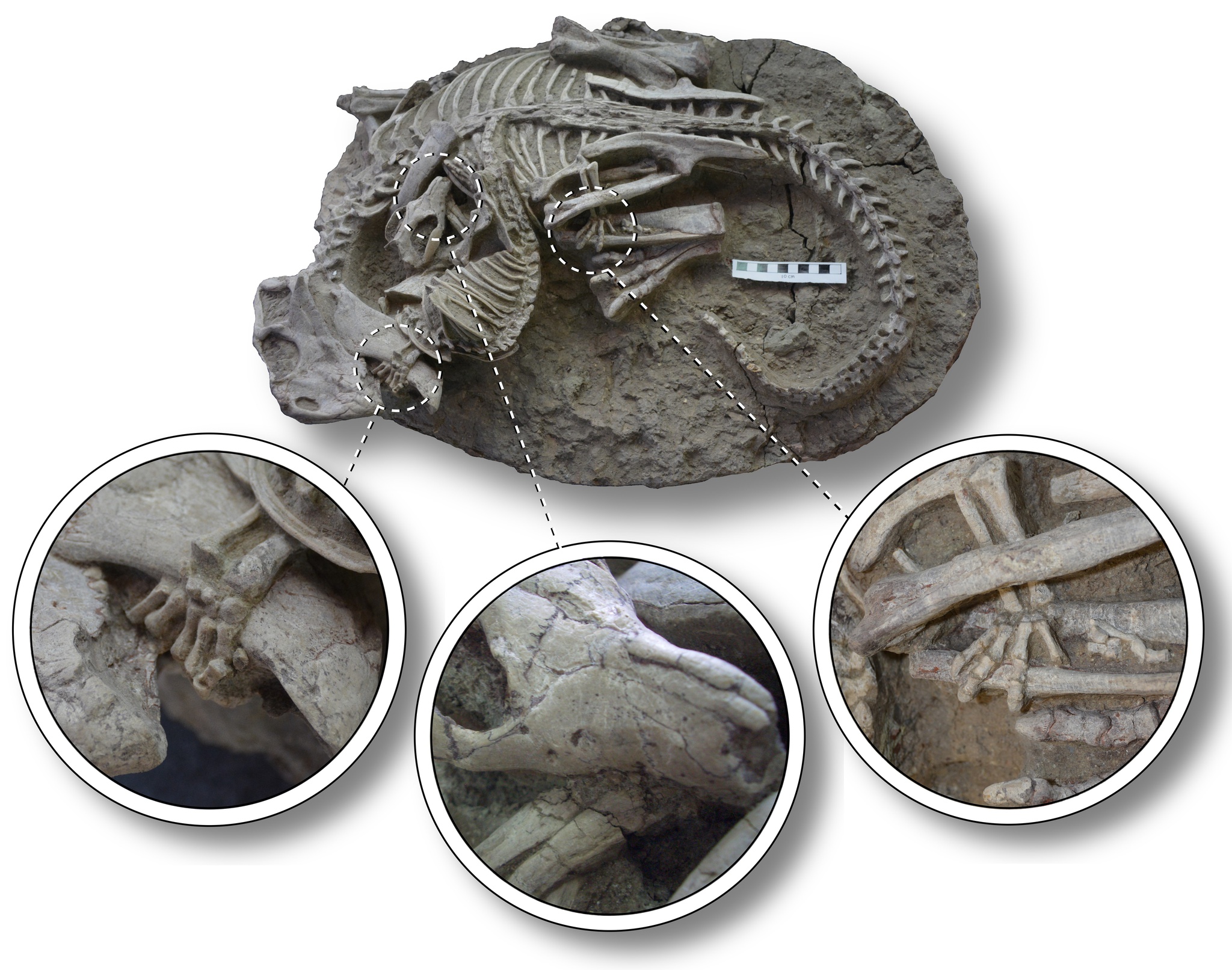 Descoberta de tecidos moles e elásticos em fóssil de um Tyrannosaurus rex –  Paleontologia Hoje