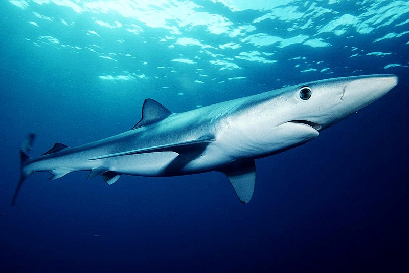 Tubarão-azul ataca pescador em Vila do Conde - SIC Notícias