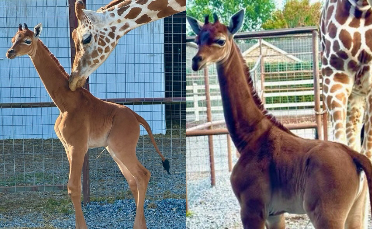 Girafa deve estar na lista de animais em extinção dos EUA, diz pedido