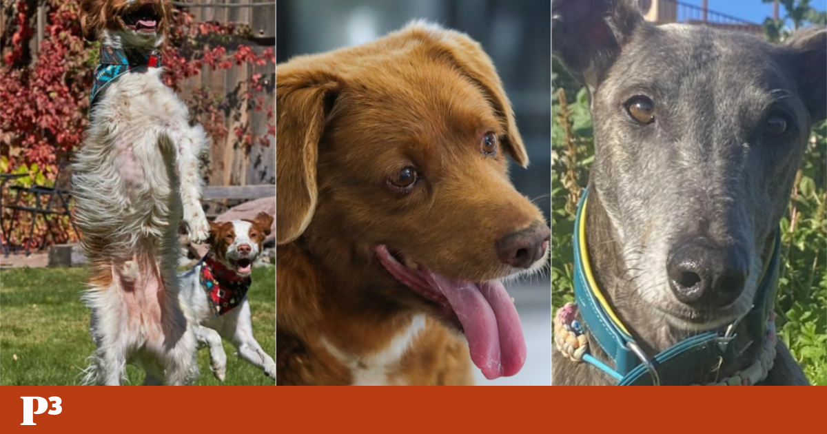 No Dia do Mundial do Cão, seis cães que não esquecemos | Cães - Público