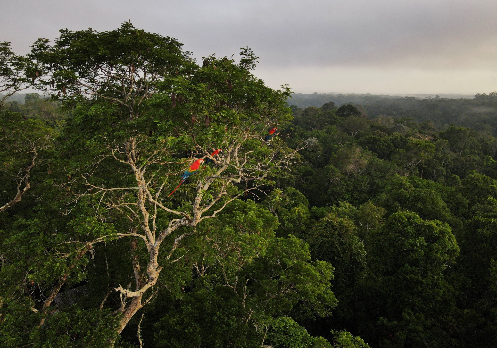 Jogos de sobrevivência floresta ai gerar