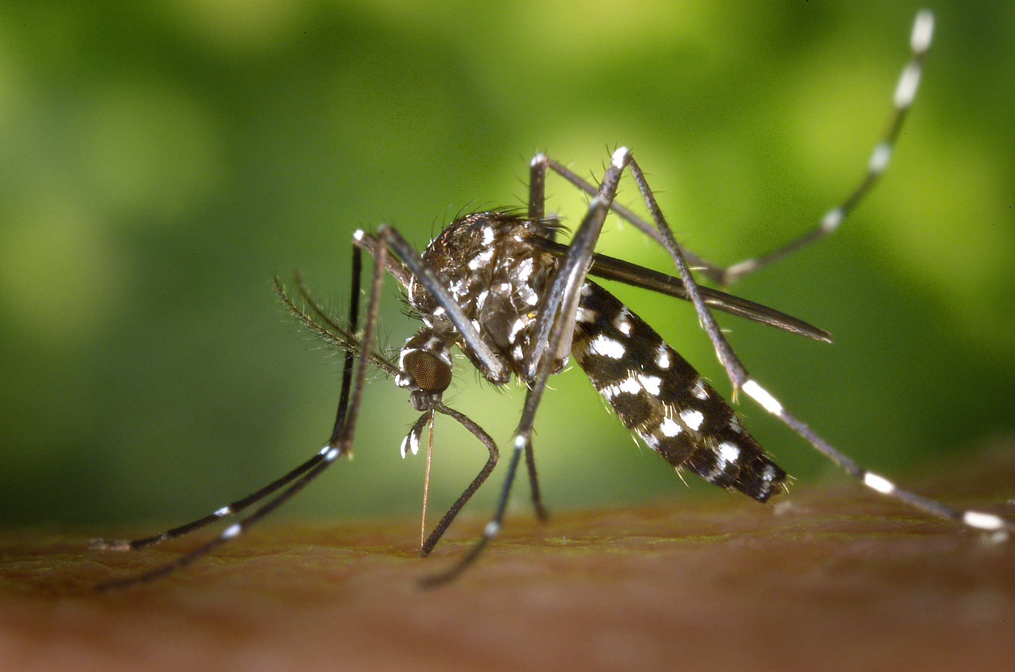 Un moustique transmettant la dengue ou le Zika détecté à Lisbonne, mais pas préoccupant |  Santé