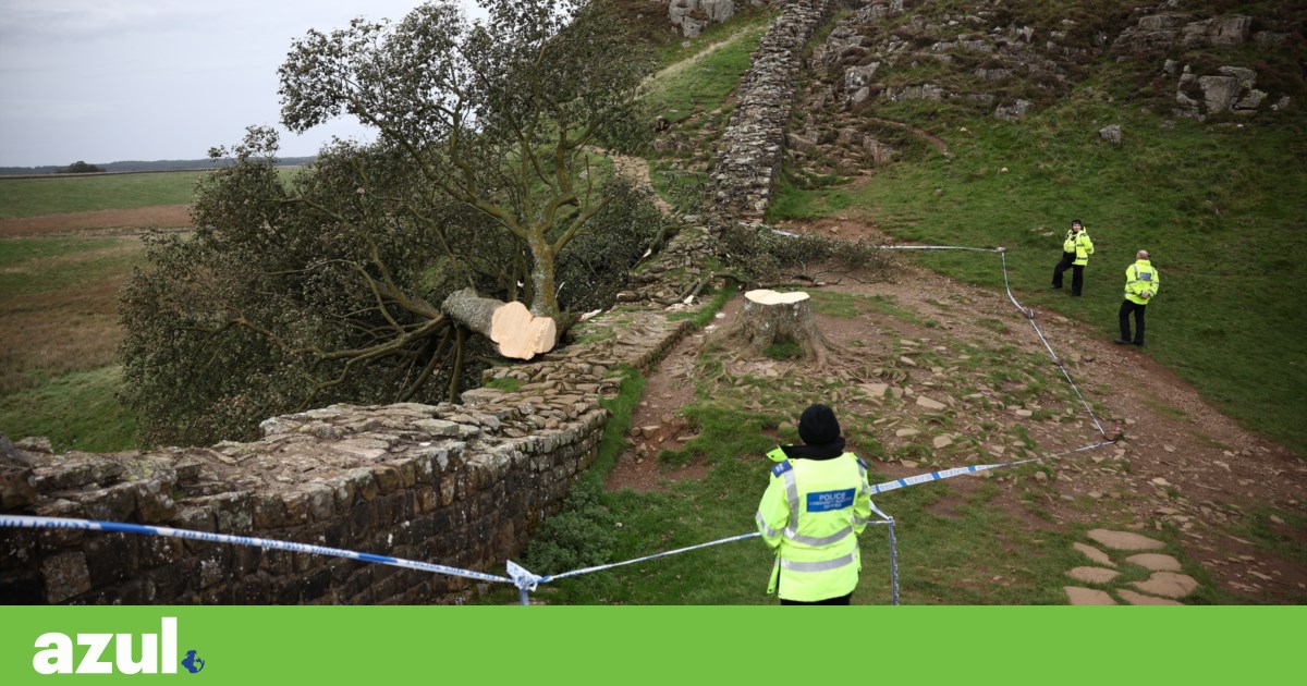 Joven arrestado bajo sospecha de talar el árbol más famoso del Reino Unido |  Medio ambiente
