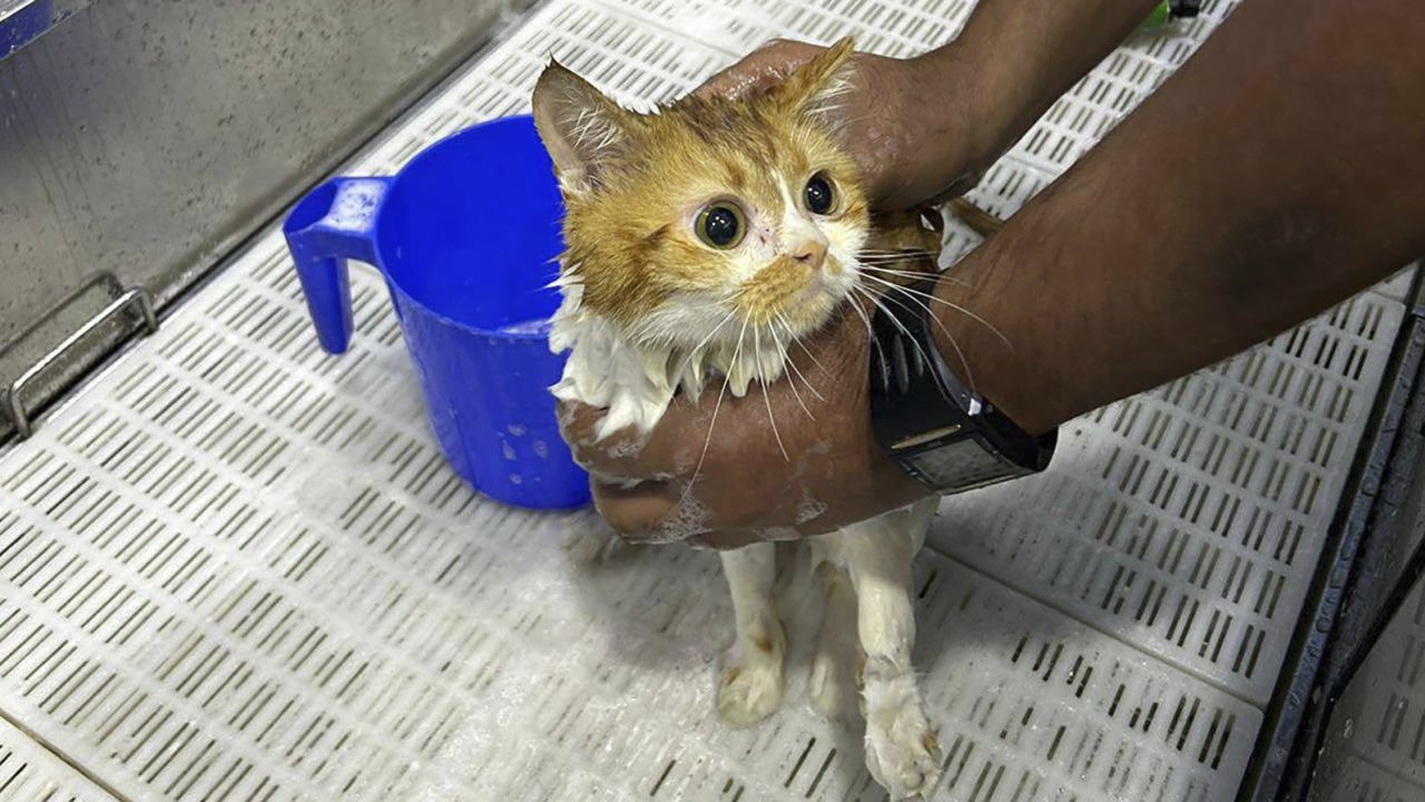 Mehr als 140 Katzen wurden in Tankern in der Wüste von Abu Dhabi zurückgelassen  Haustier