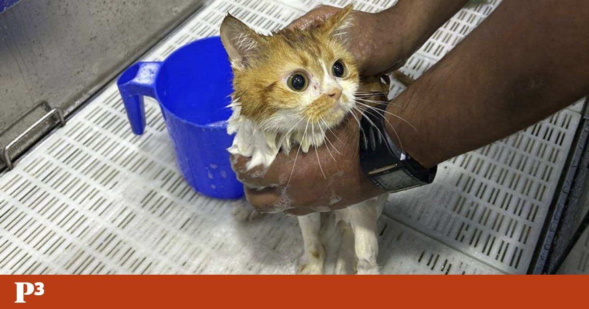 Más de 140 gatos abandonados en jaulas en el desierto de Abu Dabi |  animal de compañía Más de 140 gatos abandonados en jaulas en el desierto de Abu Dabi |  animal de compañía