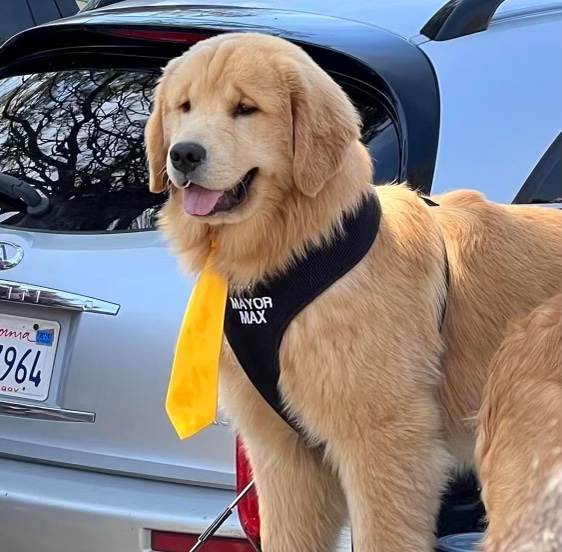 CNN Pets Extraordinários” apresenta o maior cão do mundo – Se Meu Pet  Falasse…