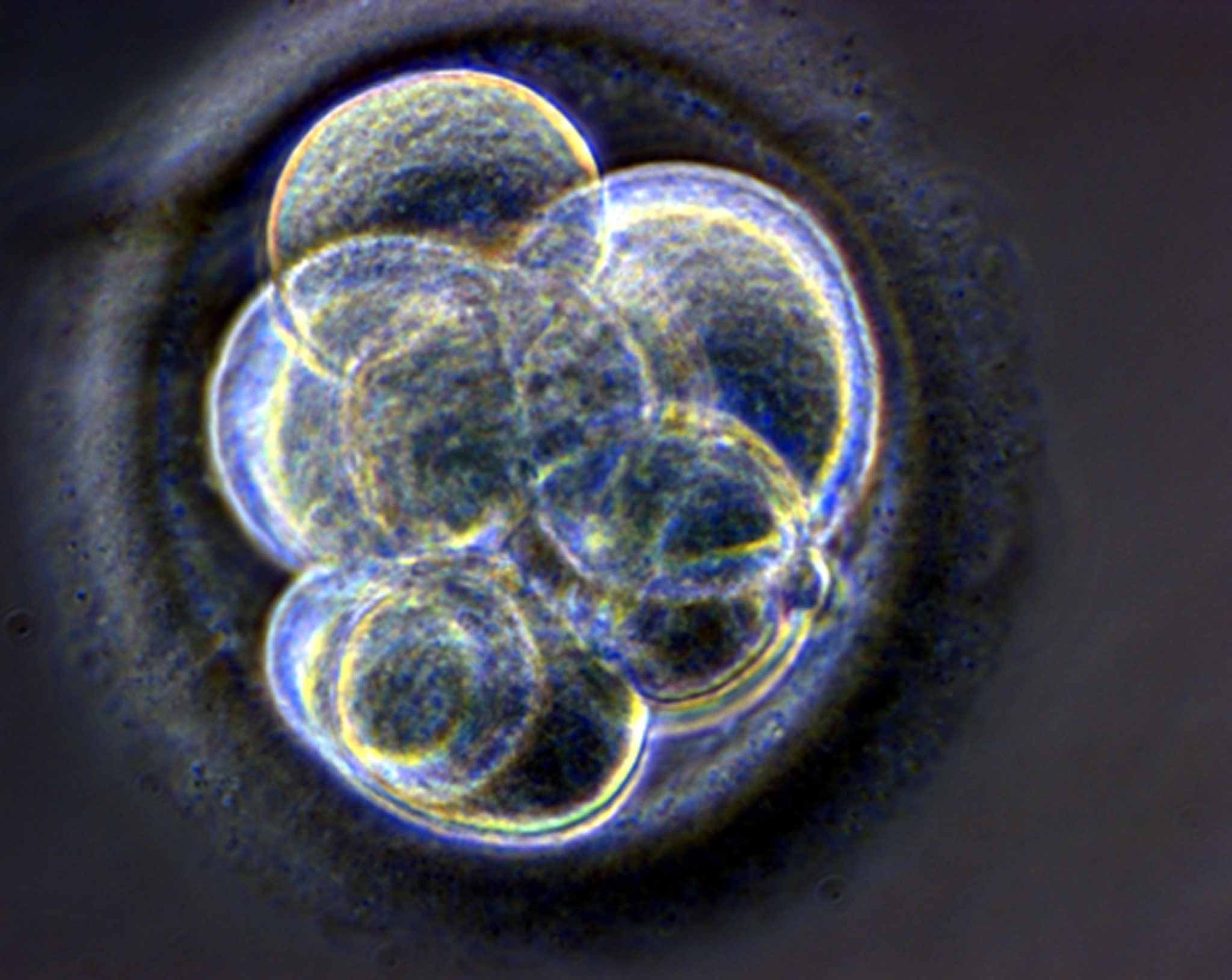 Consejo Nacional de Ética recomienda regulación sobre edición genética |  embriones
