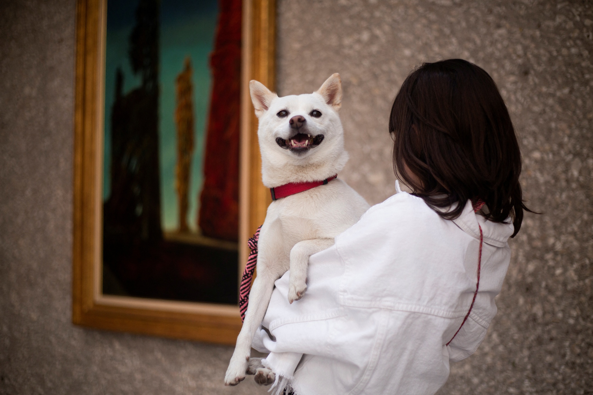 En México, esta exhibición trae dueños y perros al museo |  Perros