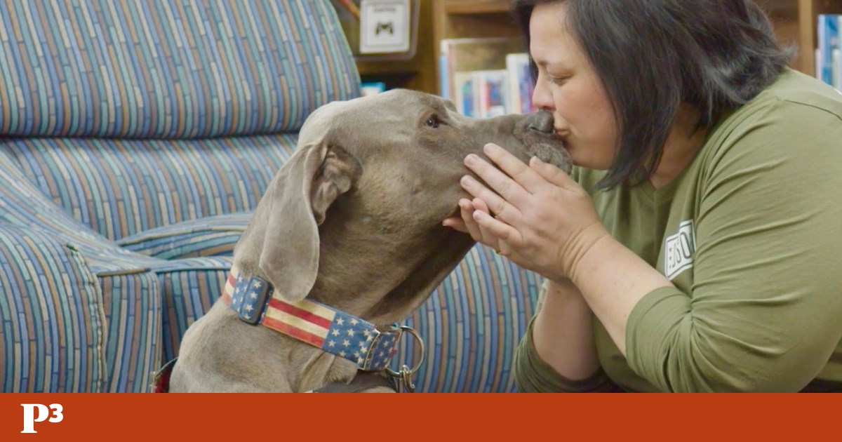 This 68-kilogram Great Dane is a “Champion Dog” in the United States | a pet This 68-kilogram Great Dane is a “Champion Dog” in the United States | a pet