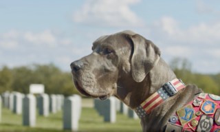 Este dogue alemão de 68 quilos é um “cão herói” nos Estados Unidos, Pet