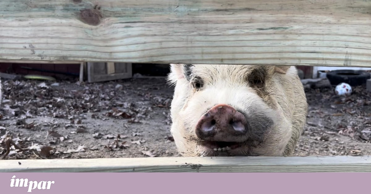 Kevin Bacon, das Schwein, ist verloren.  Schauspieler Kevin Bacon „unterstützte“ die Suche  Prominente