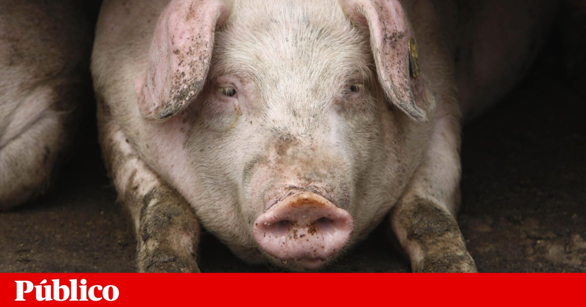 The United Kingdom discovers the first human case of influenza similar to the swine virus health The United Kingdom discovers the first human case of influenza similar to the swine virus health