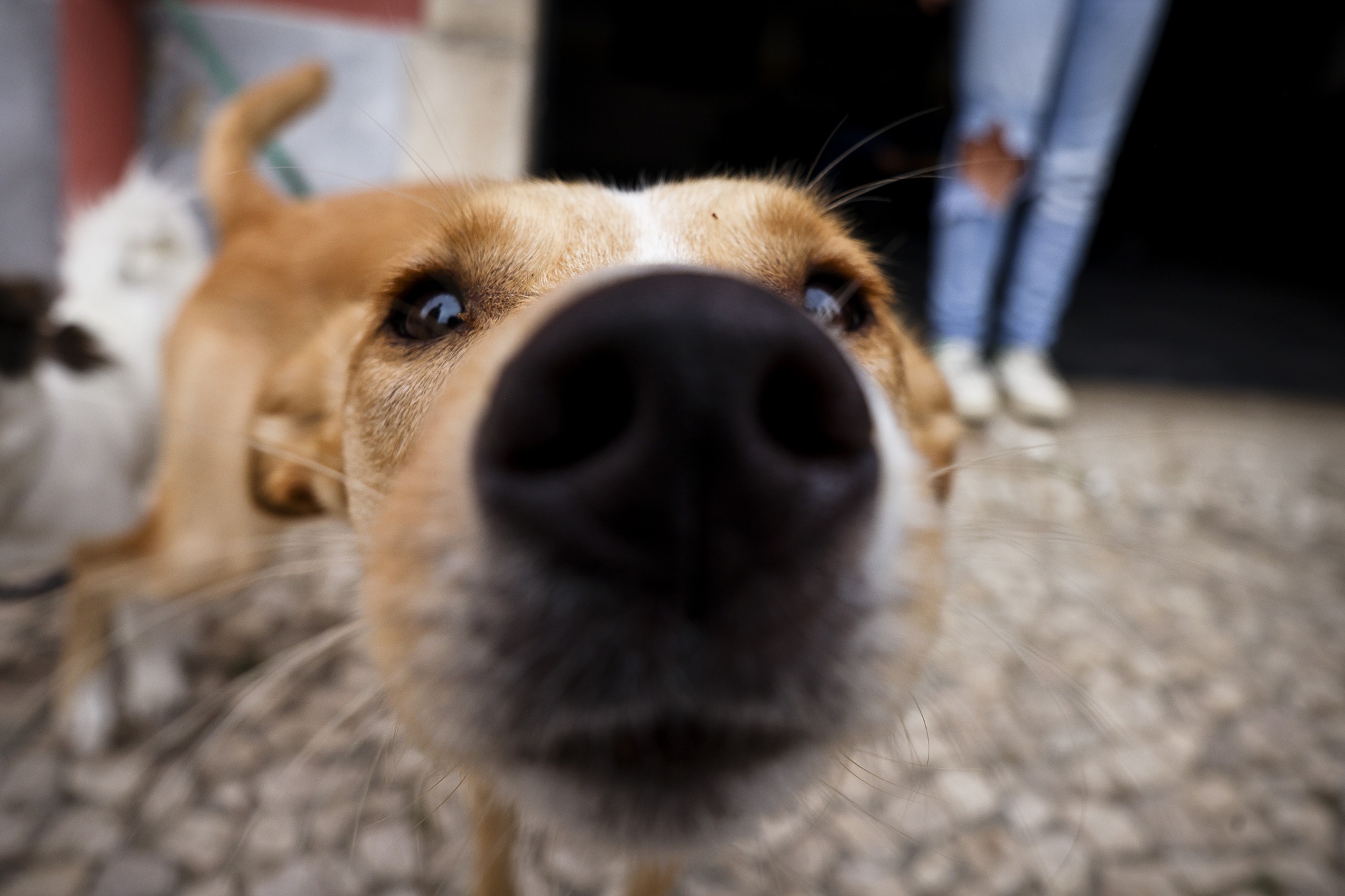 Animais de companhia registados em Portugal já ultrapassam os quatro  milhões | Animais | PÚBLICO