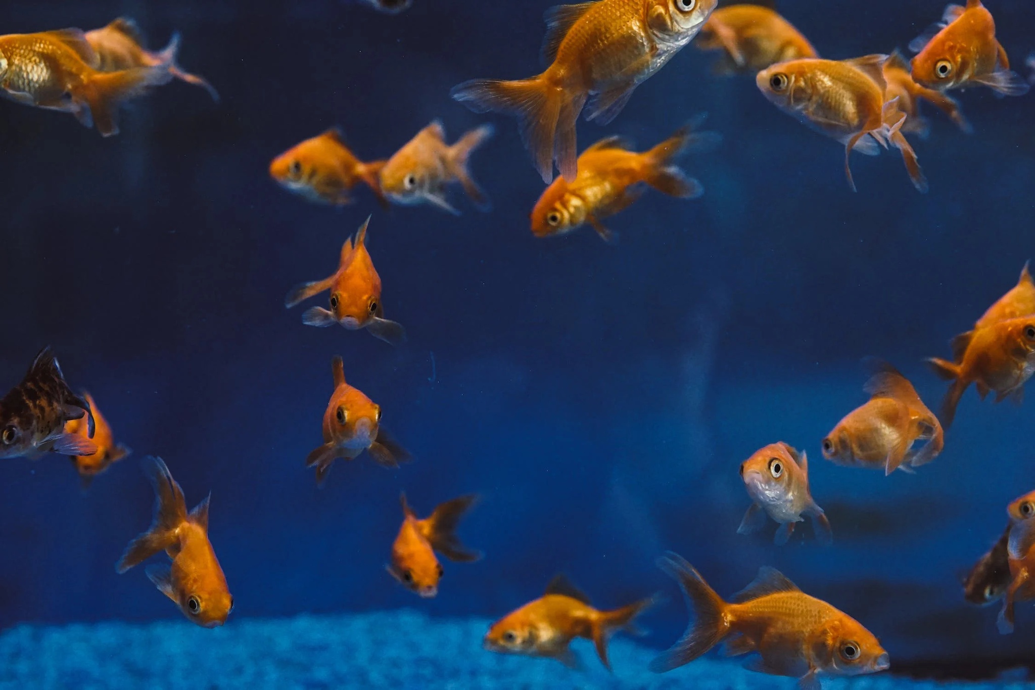 Kanada will Goldfische, die außerhalb von Aquarien leben, ausmerzen.  „Sie fressen alles.“  Biodiversität
