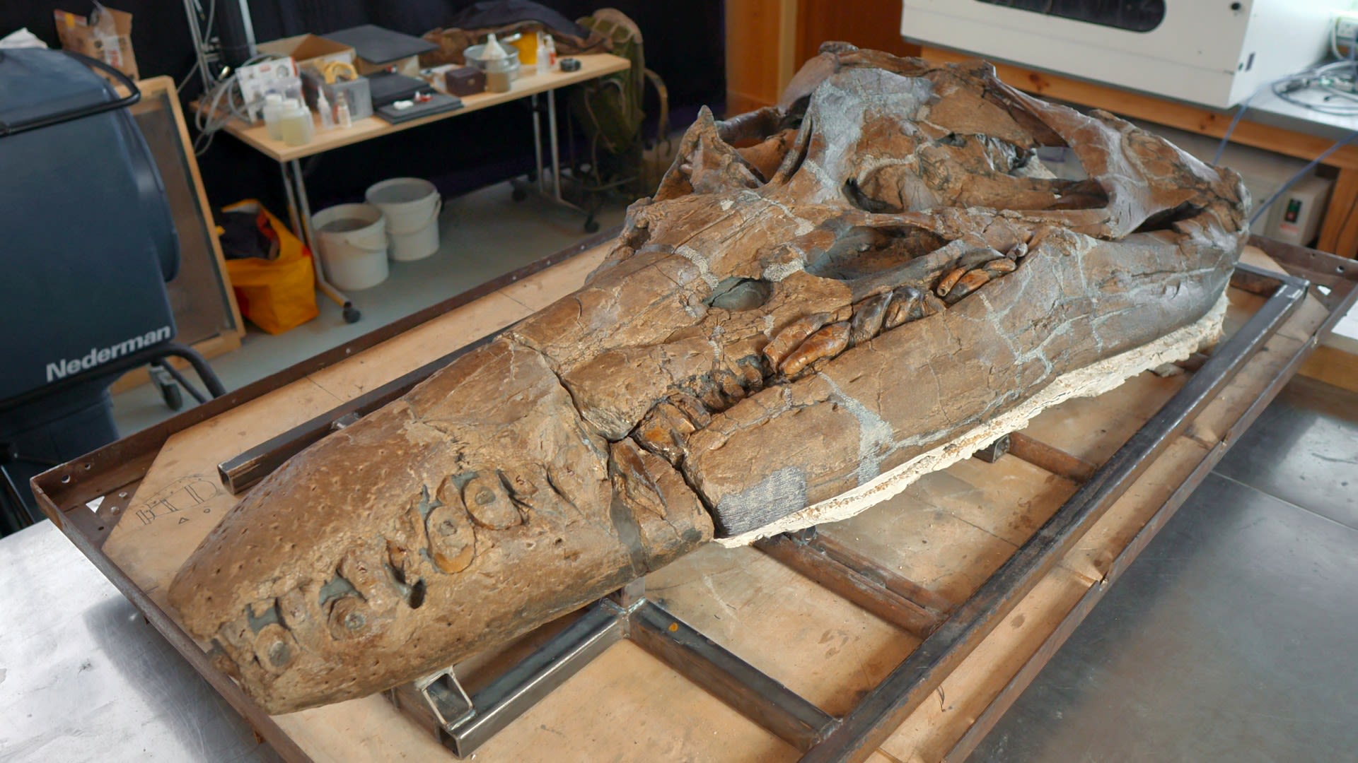 Cráneo de “monstruo marino gigante” del Jurásico expuesto en Inglaterra |  Paleontología