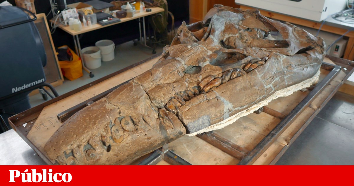 Cráneo de “monstruo marino gigante” del Jurásico expuesto en Inglaterra |  Paleontología