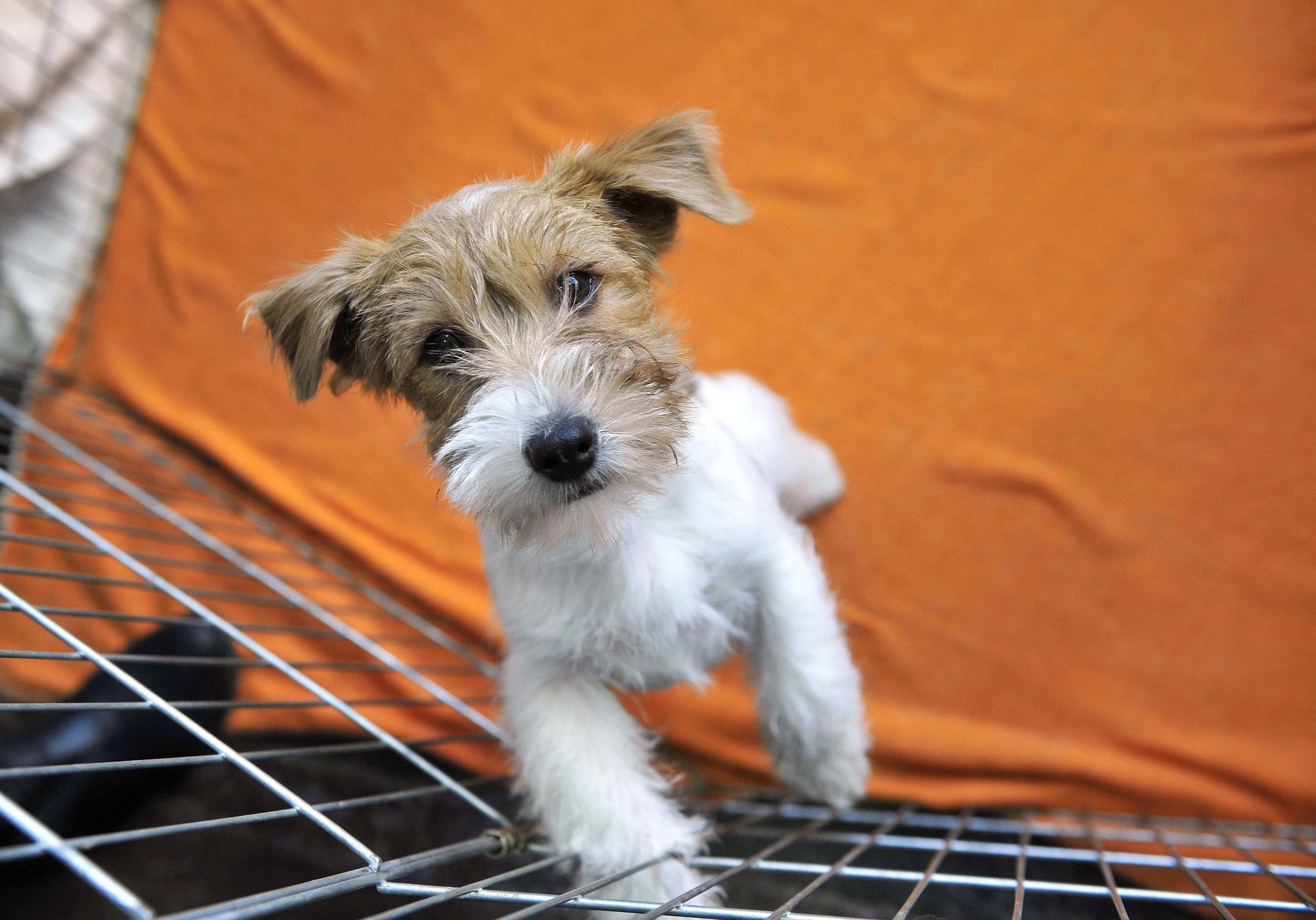 Desmantelamiento de una red de cría y venta de cachorros en España |  animal de compañía