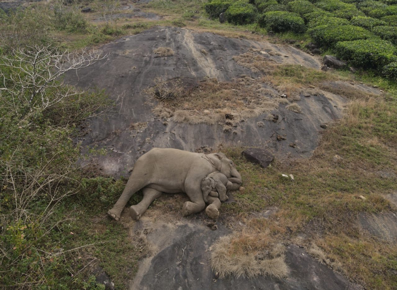 Das Elefantenkalb wurde von seiner Mutter verloren.  Das Wiedersehensfoto ging weltweit viral  die Tiere