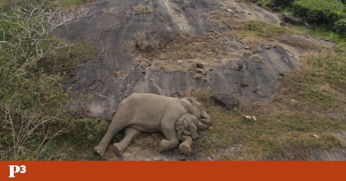 Una cría de elefante se ha perdido de su madre.  La imagen del reencuentro dio la vuelta al mundo |  animales
