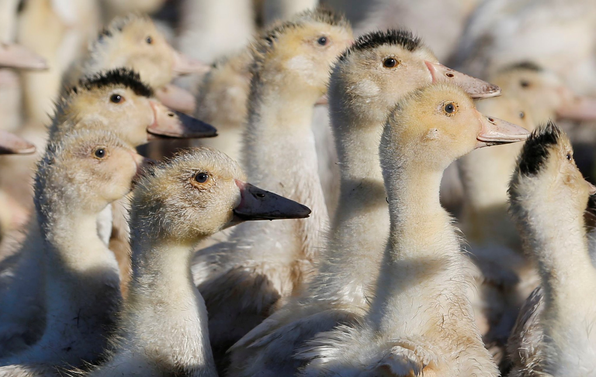 La France détecte des cas de grippe aviaire dans un élevage de canards |  Santé