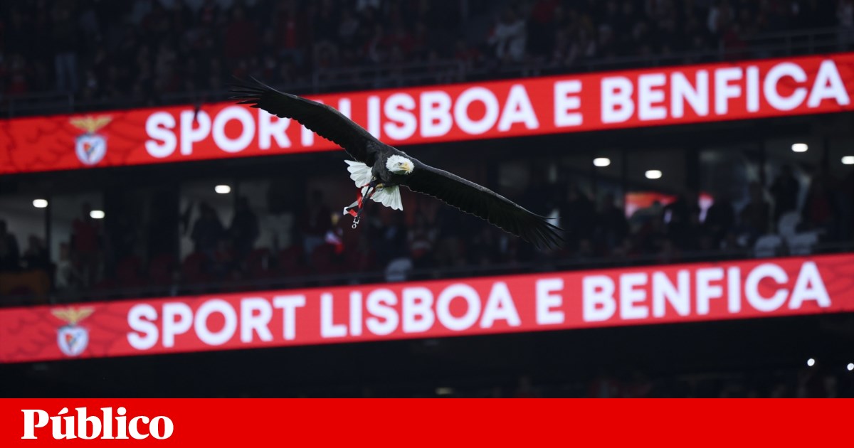 Players confirm recruitment proposals for loss to Benfica |  justice