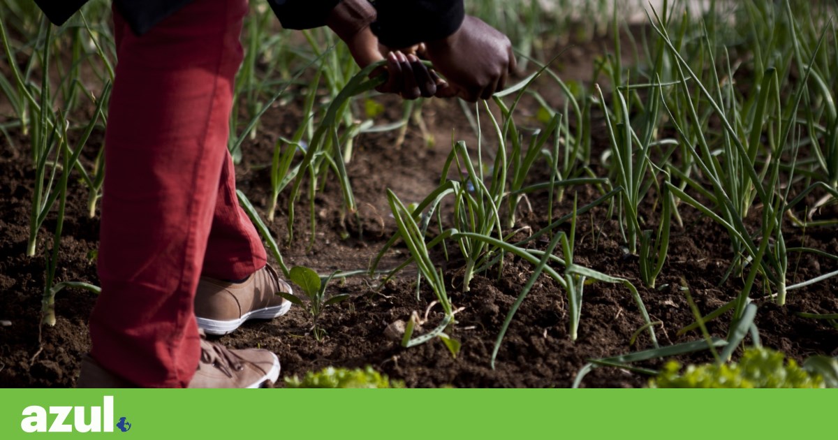 Urban agriculture produces six times more carbon dioxide than conventional agriculture Cities Urban agriculture produces six times more carbon dioxide than conventional agriculture Cities