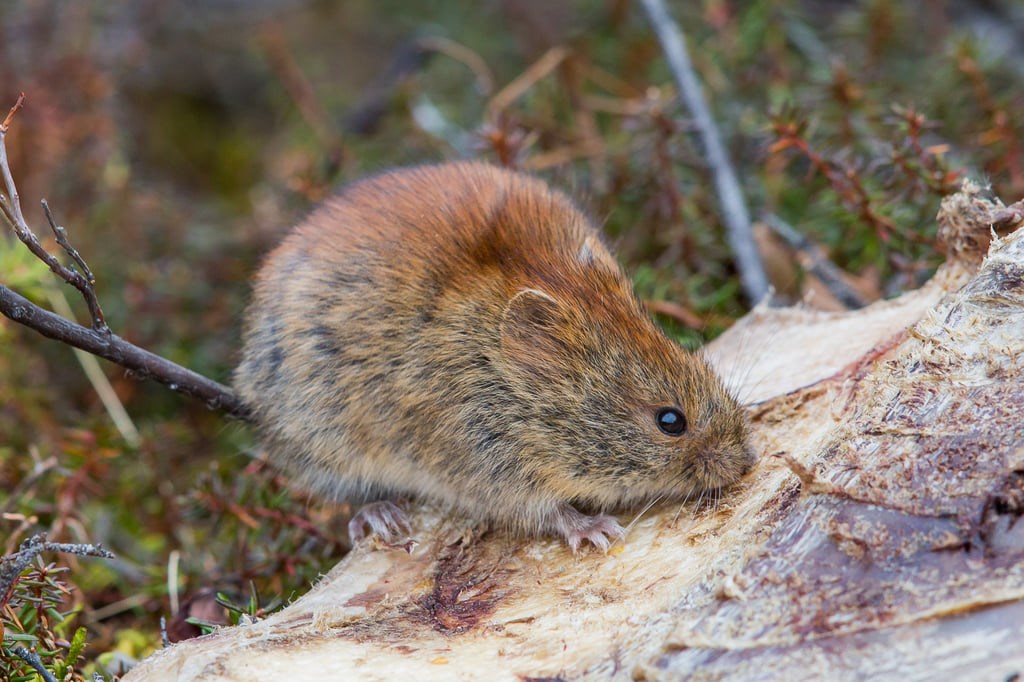 New virus in Alaska causes first death |  health New virus in Alaska causes first death |  health