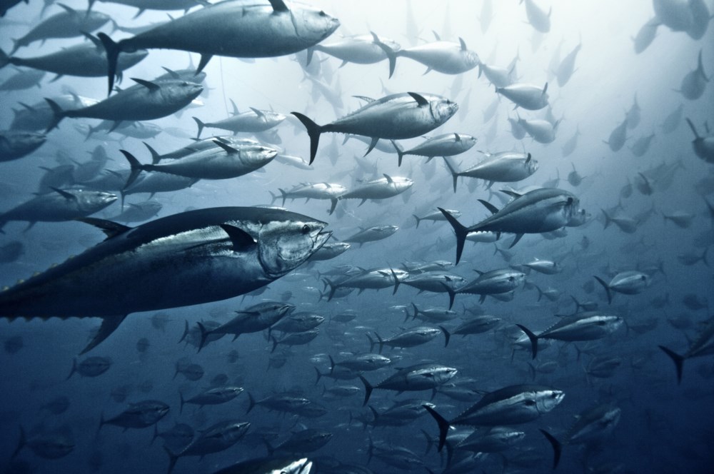 Níveis de mercúrio no atum não reduzem há décadas
