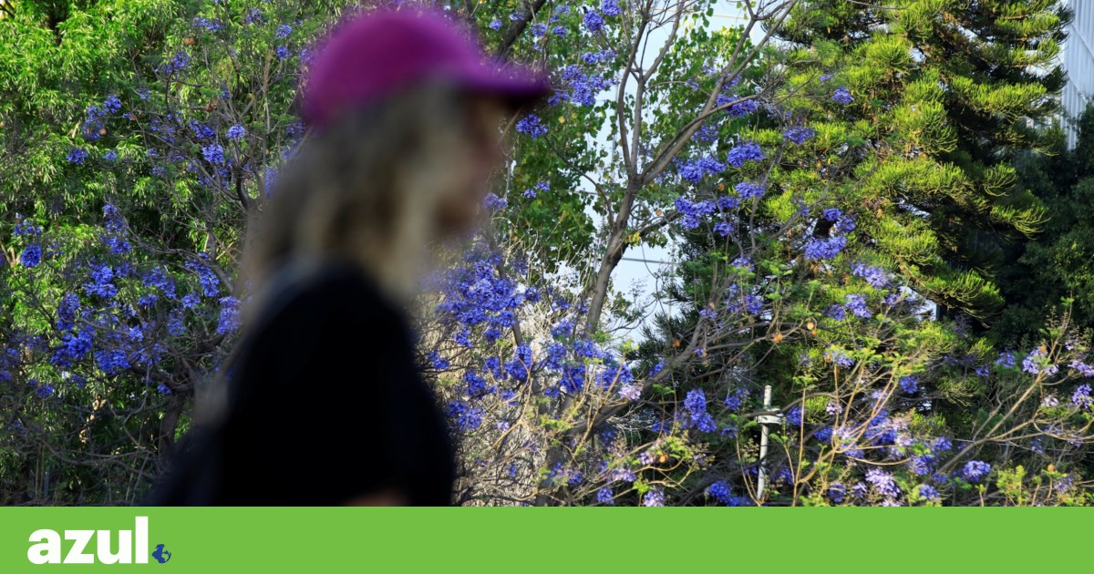 Los jacarandás florecen antes en México y provocan un debate sobre el cambio climático |  Medio ambiente