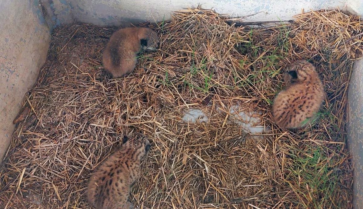 Agricultor encuentra lince ibérico recién nacido durmiendo sobre heno |  España