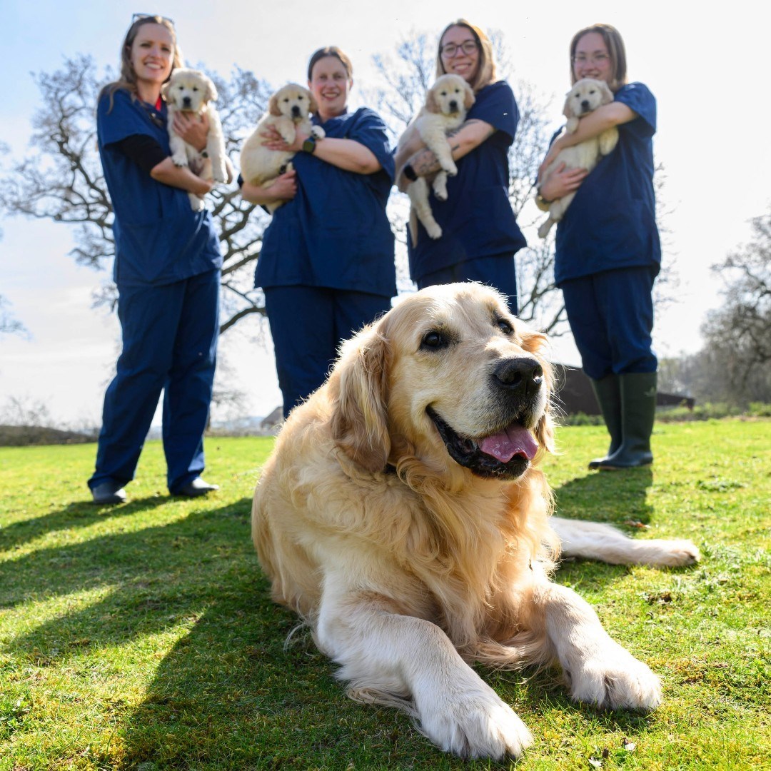After fathering more than 300 guide dogs, Trigger will finally retire | UK After fathering more than 300 guide dogs, Trigger will finally retire | UK