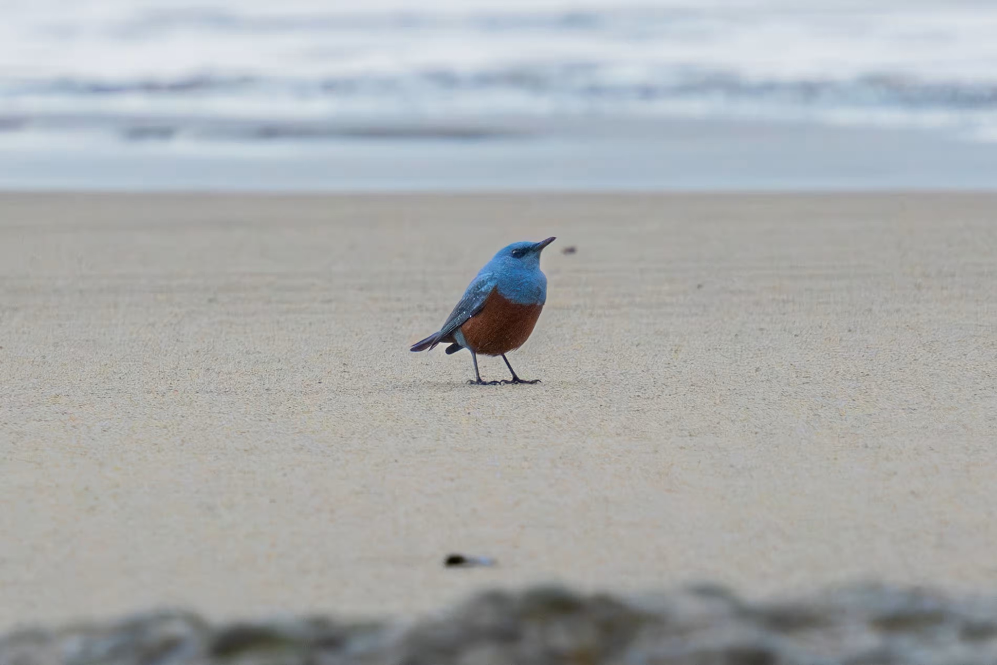 Un pájaro azul deleita a los amantes de las aves en EE.UU. |  Biodiversidad