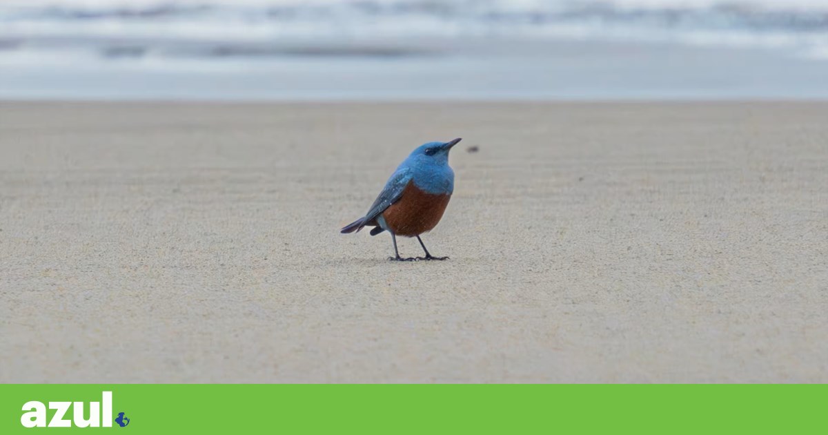 Blue blackbird delights bird lovers in the USA | Biodiversity Blue blackbird delights bird lovers in the USA | Biodiversity