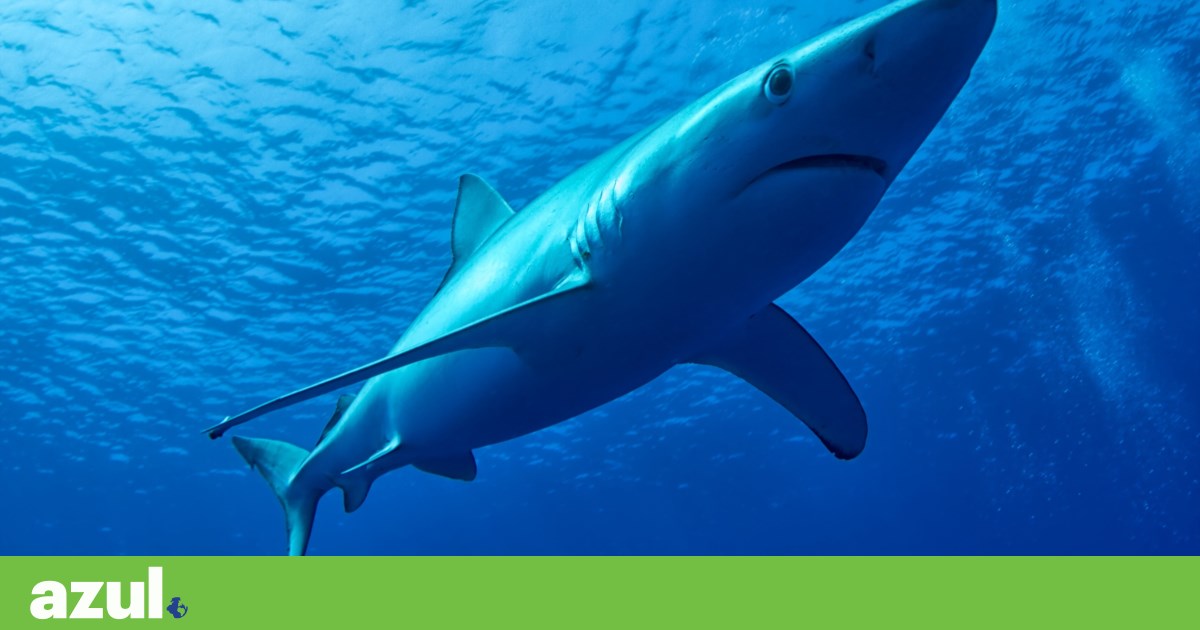 Deux requins bleus de 2,5 mètres repérés dans le lagon d’Óbidos |  Conservation de la nature