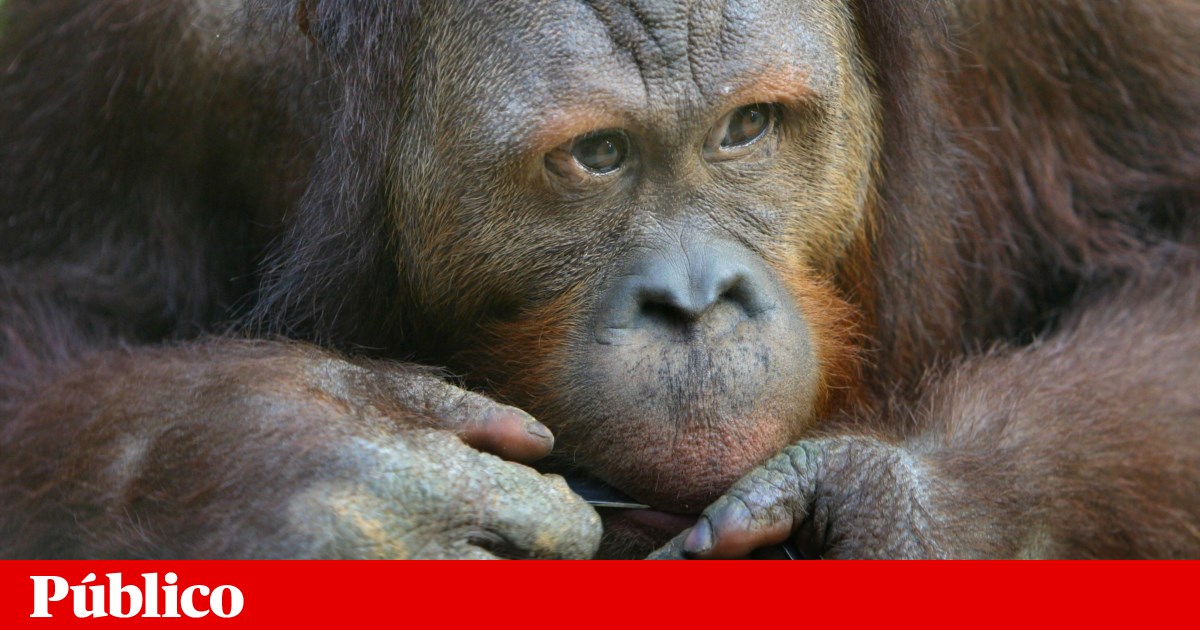 Orang-Utan ist das erste Tier, bei dem beobachtet wurde, dass es eine Wunde mit einer Heilpflanze heilt |  Biologie