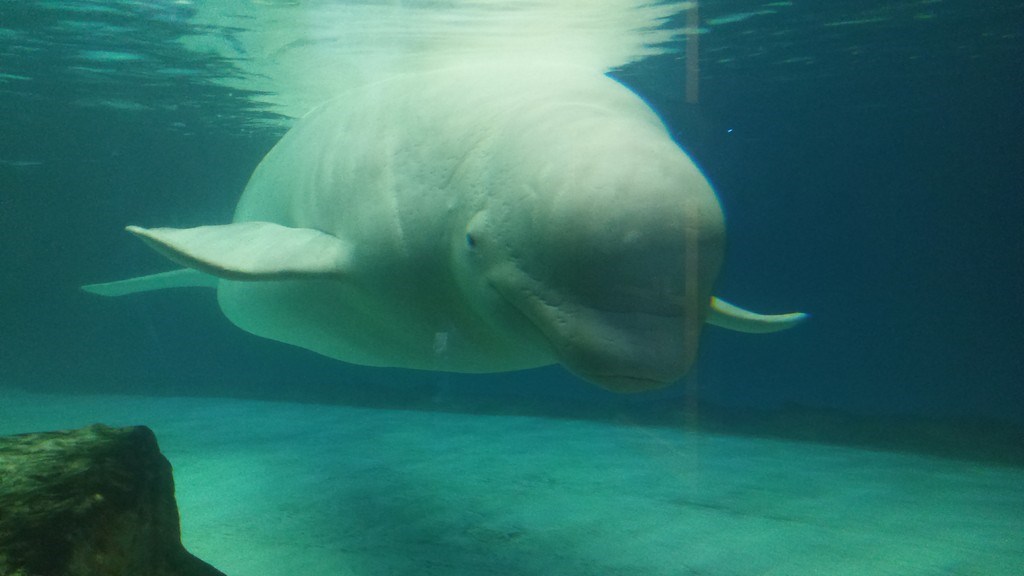 La ballena Bella vive en cautiverio desde hace diez años: hay una petición para liberarla |  Corea del Sur La ballena Bella vive en cautiverio desde hace diez años: hay una petición para liberarla |  Corea del Sur