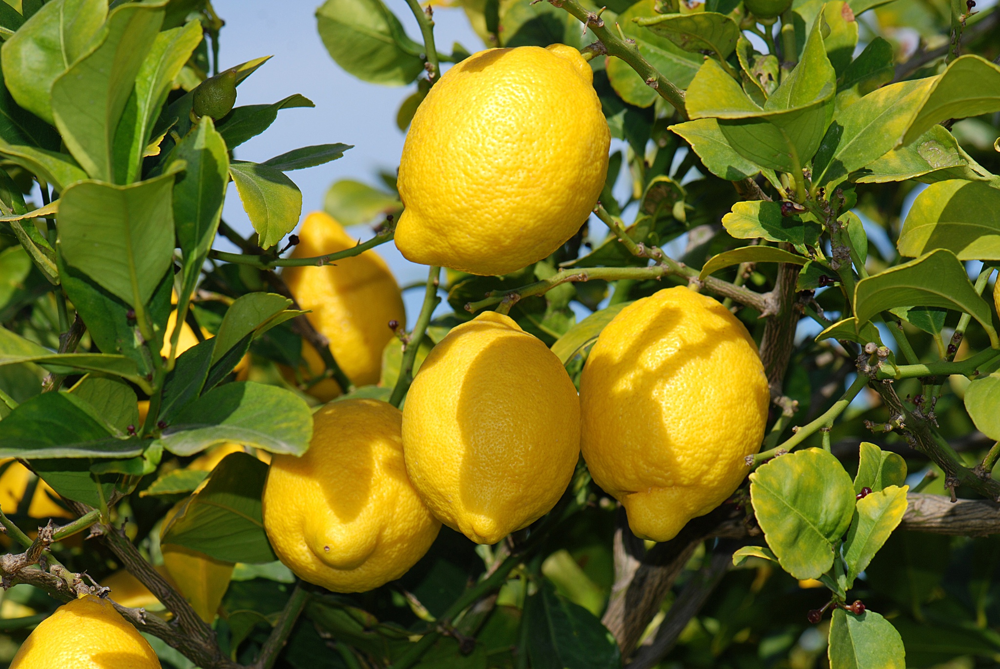 La sobreproducción en España deja 400 millones de kilos de limones en los árboles |  Agricultura