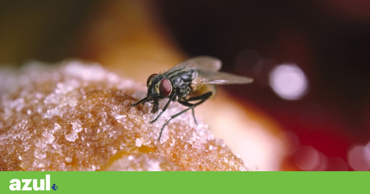 ¿Qué aporta una mosca a nuestro plato?  |  Salud ¿Qué aporta una mosca a nuestro plato?  |  Salud