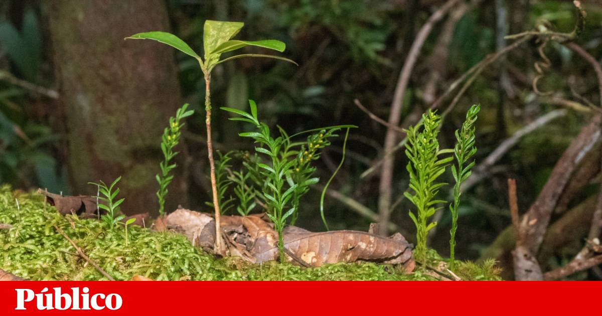A humble embryo from New Caledonia has the largest genome in the world Genetics A humble embryo from New Caledonia has the largest genome in the world Genetics