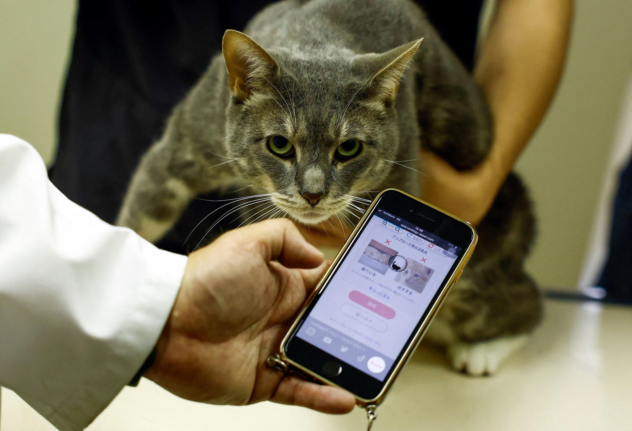 日本では AI が猫の健康状態を監視 – 獣医師の訪問も | 人工知能