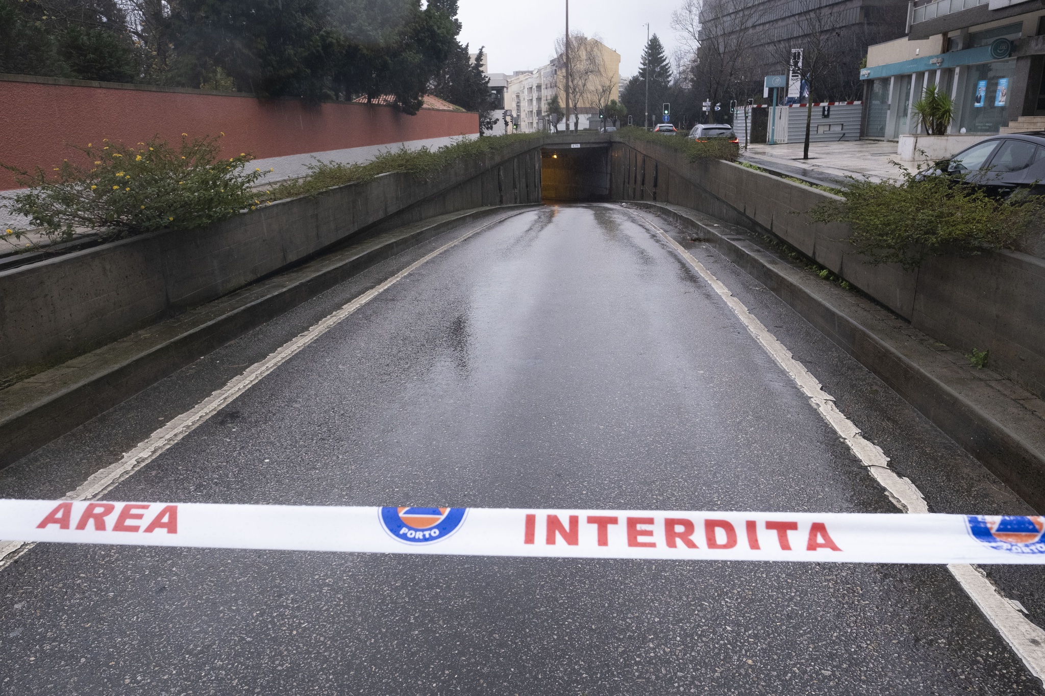 Porto impediu corte do túnel do Campo Alegre. Alternativa custa abate de 30 árvores