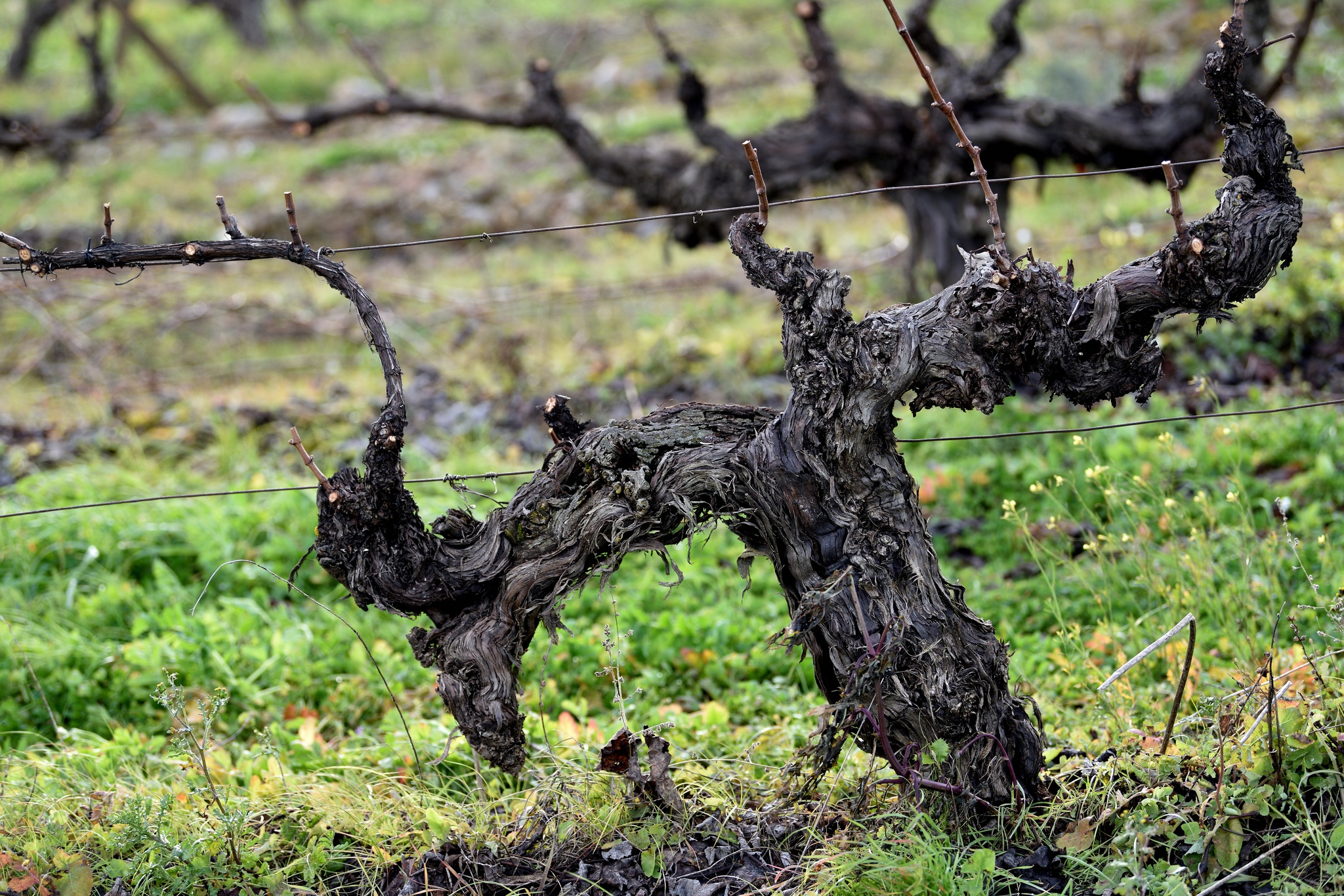 terroir,vinhos,fugas,alentejo,