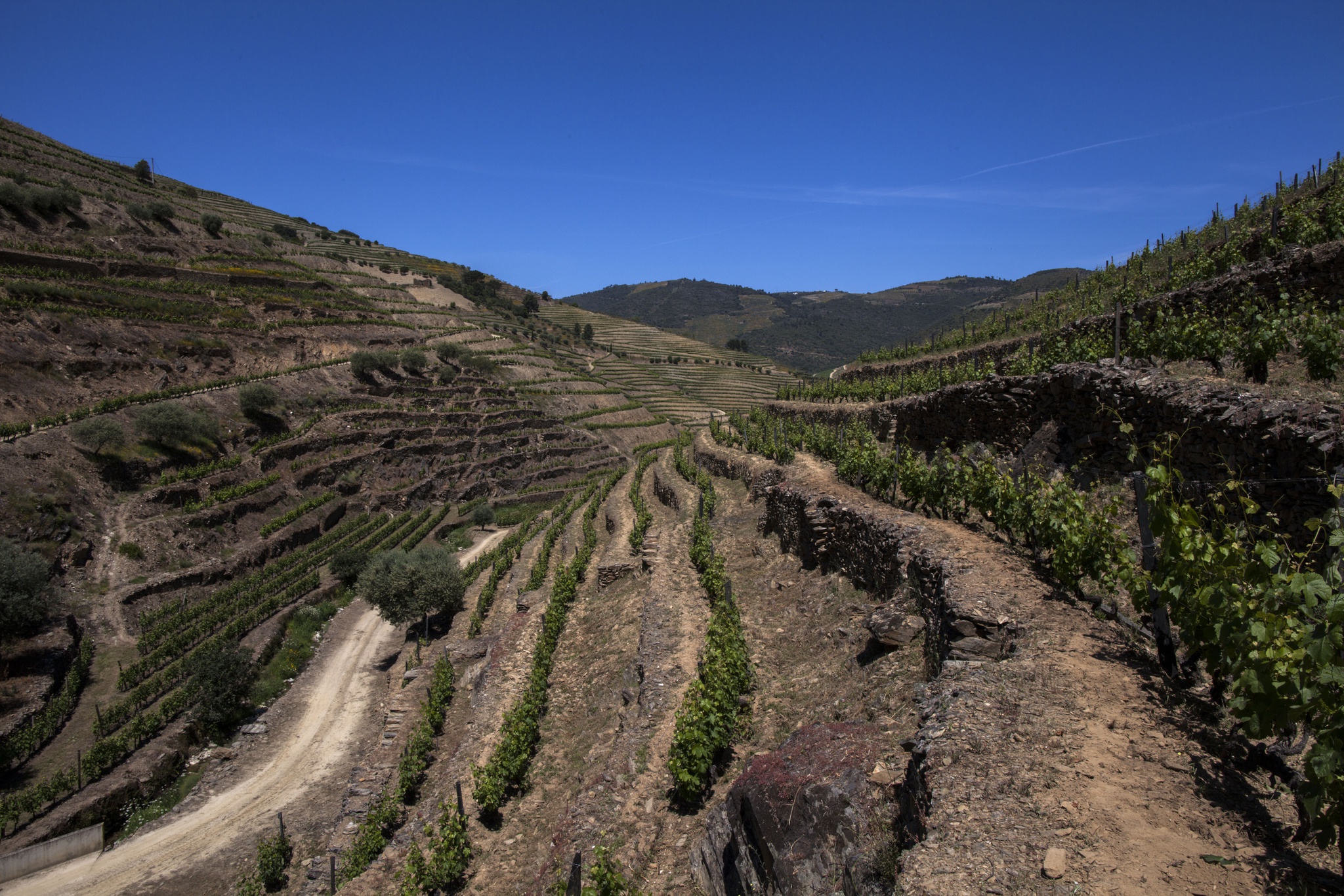 terroir,critica,vinhos,douro,fugas,