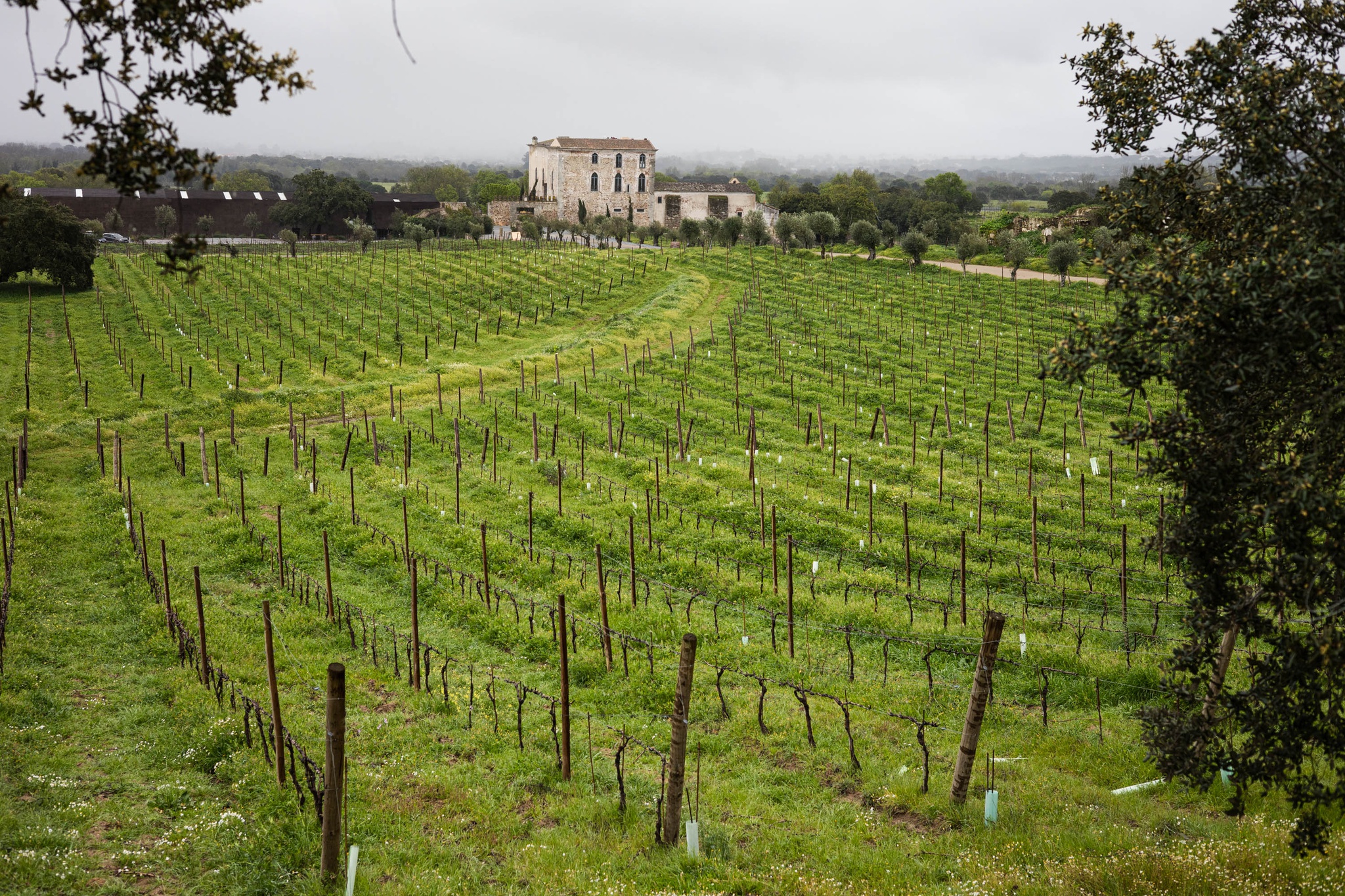 terroir,luxo,vinhos,evora,fugas,alentejo,