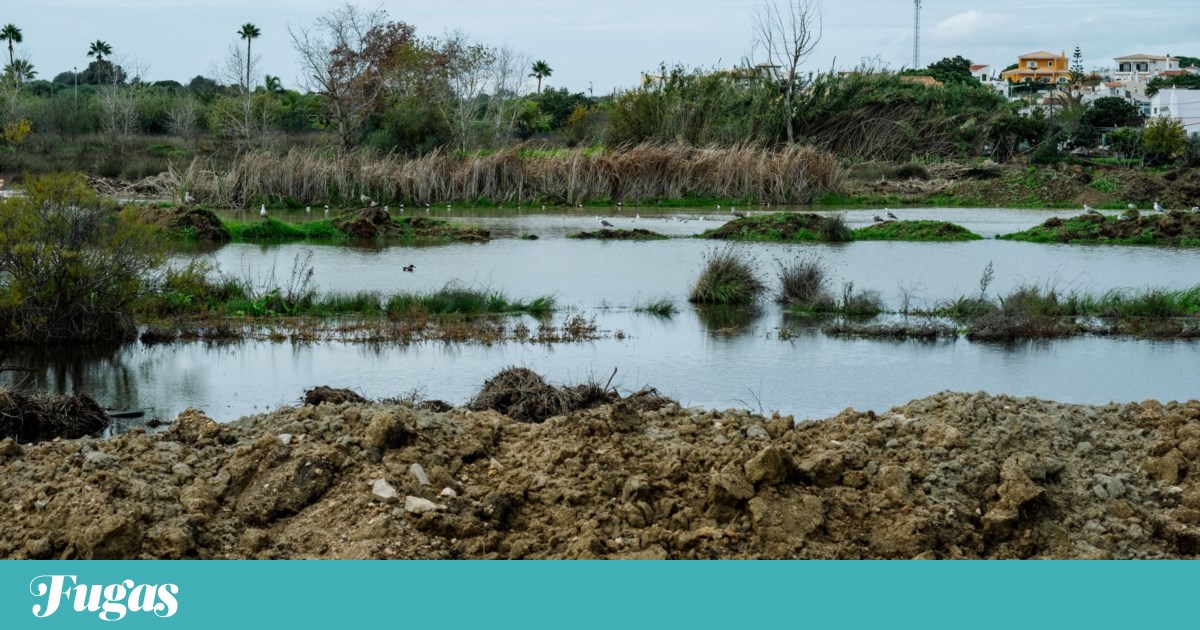 Discover the New Online Hub for Alagoas Brancas: A Biodiversity Oasis in the Algarve