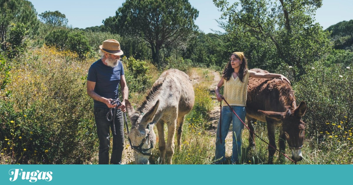 Explore Hidden Gems: Discover the Unique Rural Tourism in Alentejo and Algarve