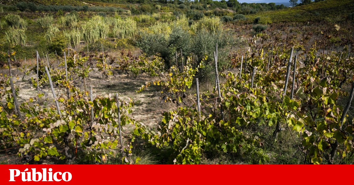 Left-Wing Parties Unite to Challenge Controversial Soil Law in Portugal