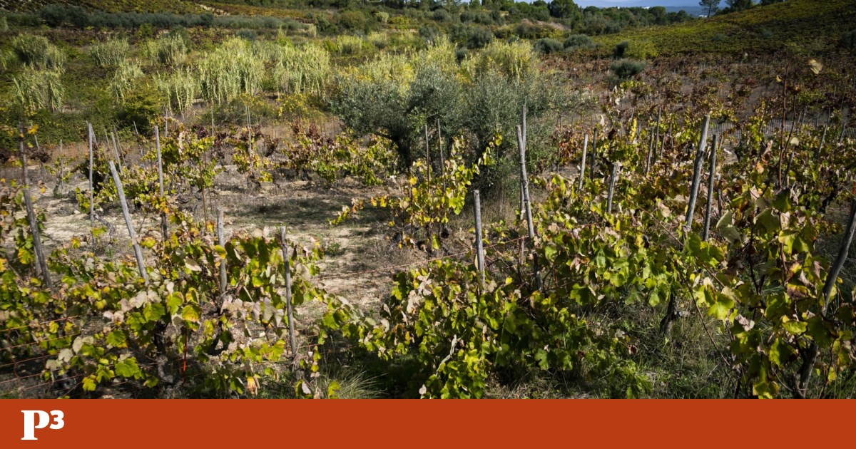 Portugal's New Construction Law: A Controversial Shift in Urban Planning