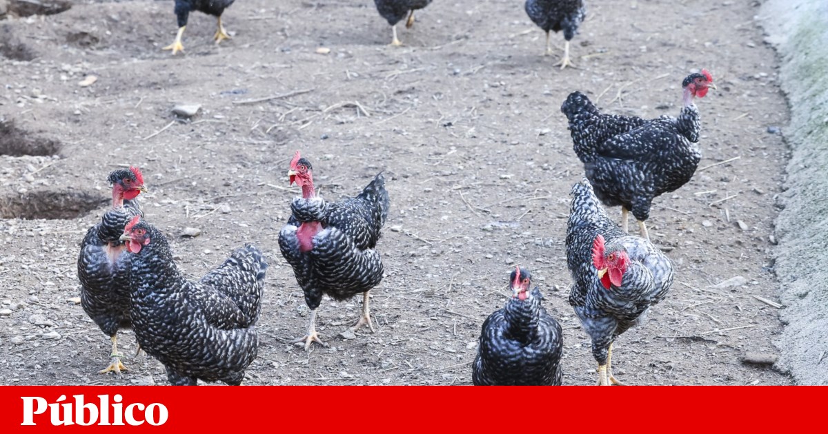 Vacinação contra a Gripe das Aves: DGS Compra 2.000 Doses para Prevenir Infecções